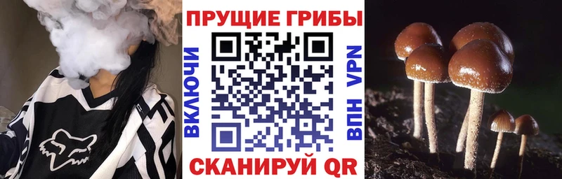 Галлюциногенные грибы ЛСД  где найти   Заозёрный 